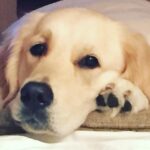 Sonali Bendre Instagram – DOG DAY AFTERNOON….#puppygirl #goldenretreiver #bigheart #love #unconditionallove #stressbuster