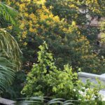 Sonali Bendre Instagram - Summer time bloom!!! Beautiful morning.....#fullbloom #balconyview #color #joy #peaceful #homesweethome #newday #wishitwuldlast