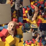 Sonali Bendre Instagram - Weekends r made of puppies n babies ❤️