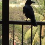 Sonali Bendre Instagram – Quoth the Raven “Nevermore”….#edgarallanpoe This visitor came to my window aftr a long time….