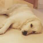 Sonali Bendre Instagram – It’s been a loooooong day……ate slept barked walked wagged….plus looked cute thru it all!!!