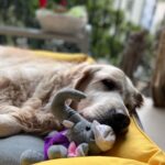 Sonali Bendre Instagram - Icy turns 8 🥳🥰 No matter how old she gets, she will always be my baby ❤️ #ShotOniPhone #ExtraLoving #LilMissIcy