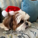 Sophie Choudry Instagram - Merry Xmas everyone.. Love, laughs & so much gratitude🎅🏻💚 #xmas #christmas #christmaslunch #friendslikefamily #petmom #shihtzu #xmastree #tablesetting #sophiechoudry #grateful #mymumsthebestcook