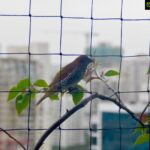 Sriti Jha Instagram – New visitors
@jogeshwarichyaraja says it’s the scaly breasted munia :)))