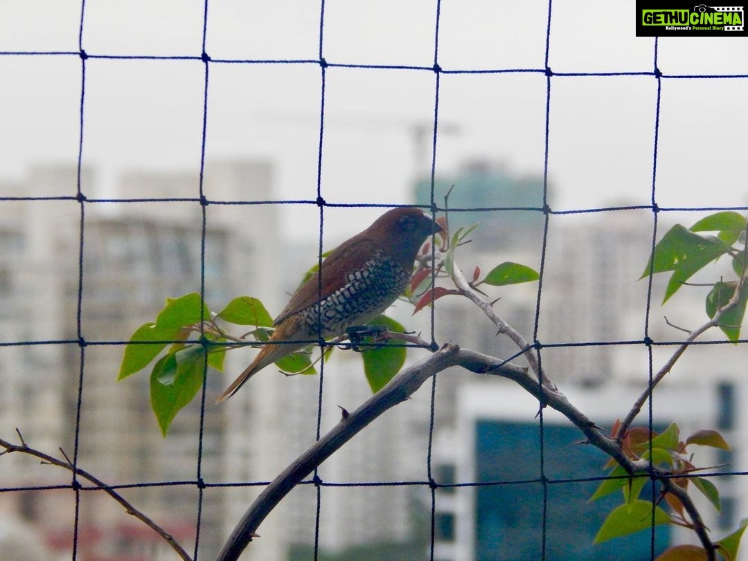 Sriti Jha Instagram - New visitors @jogeshwarichyaraja says it’s the scaly breasted munia :)))