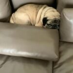 Sriya Reddy Instagram - #spice #pug