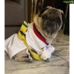 Sriya Reddy Instagram - Some one is ready for his taekwondo classes ! Poor lil boy is still in his yellow belt long way to go @pugs_of_day @pugs @pugs_of_week @pugsloveronly