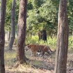 Tejaswi Madivada Instagram – #kanhanationalpark through my lens 

Wait till the end to see the tigers😉

@tejaswimadivada thanks for pushing me to do this 
@krithikashetty11 thanks for your amazing company 
@phalgun_wild thanks for making this a beautiful experience @wanderinggliders 

@singinawajunglelodge your hospitality and love I can never forget 

#reels #reelsindia #reelitfeelit #reelskarofeelkaro #reelsinstagram #reelsvideo #reelstravel #tiger #tigerreserve #animals #travelphotography #travel #travelblogger #kanhanationalpark #forest #jungle #lovemylife #blessed #grateful #blogger #blog #travelblog Kanha Tiger Reserve