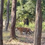 Tejaswi Madivada Instagram - #kanhanationalpark through my lens Wait till the end to see the tigers😉 @tejaswimadivada thanks for pushing me to do this @krithikashetty11 thanks for your amazing company @phalgun_wild thanks for making this a beautiful experience @wanderinggliders @singinawajunglelodge your hospitality and love I can never forget #reels #reelsindia #reelitfeelit #reelskarofeelkaro #reelsinstagram #reelsvideo #reelstravel #tiger #tigerreserve #animals #travelphotography #travel #travelblogger #kanhanationalpark #forest #jungle #lovemylife #blessed #grateful #blogger #blog #travelblog Kanha Tiger Reserve