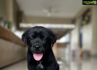 Thakur Anoop Singh Instagram - It took almost 5 years to come to terms with the reality that my Great Dane “oscar” is no more! Never thought As a family we’d be able to pour the same amount of love to another pet ever again till this happened!! Meet the newest addition to the family!! My son Shadow Thakur !! A gorgeous shiny black Labrador!! Show him some love! ♥️