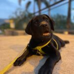 Thakur Anoop Singh Instagram – Evening walks with my little one (shadow) nowadays are enjoyable and satisfying ❤️