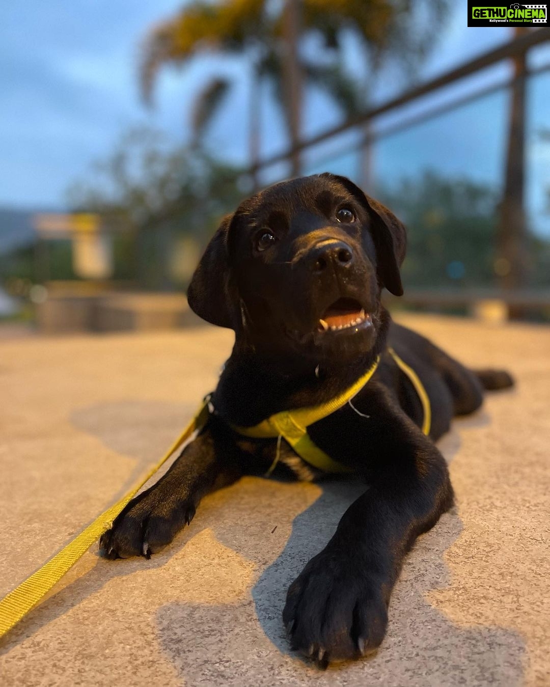 Thakur Anoop Singh Instagram - Evening walks with my little one (shadow) nowadays are enjoyable and satisfying ❤️
