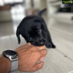 Thakur Anoop Singh Instagram – It took almost 5 years to come to terms with the reality that my Great Dane “oscar” is no more! Never thought As a family we’d be able to pour the same amount of love to another pet ever again till this happened!! 

Meet the newest addition to the family!! My son Shadow Thakur !! A gorgeous shiny black Labrador!! Show him some love! ♥️