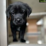 Thakur Anoop Singh Instagram - It took almost 5 years to come to terms with the reality that my Great Dane “oscar” is no more! Never thought As a family we’d be able to pour the same amount of love to another pet ever again till this happened!! Meet the newest addition to the family!! My son Shadow Thakur !! A gorgeous shiny black Labrador!! Show him some love! ♥️