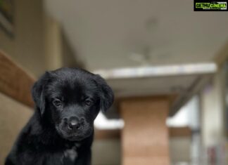 Thakur Anoop Singh Instagram - It took almost 5 years to come to terms with the reality that my Great Dane “oscar” is no more! Never thought As a family we’d be able to pour the same amount of love to another pet ever again till this happened!! Meet the newest addition to the family!! My son Shadow Thakur !! A gorgeous shiny black Labrador!! Show him some love! ♥️