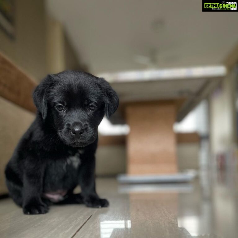 Thakur Anoop Singh Instagram - It took almost 5 years to come to terms with the reality that my Great Dane “oscar” is no more! Never thought As a family we’d be able to pour the same amount of love to another pet ever again till this happened!! Meet the newest addition to the family!! My son Shadow Thakur !! A gorgeous shiny black Labrador!! Show him some love! ♥️