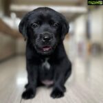 Thakur Anoop Singh Instagram – It took almost 5 years to come to terms with the reality that my Great Dane “oscar” is no more! Never thought As a family we’d be able to pour the same amount of love to another pet ever again till this happened!! 

Meet the newest addition to the family!! My son Shadow Thakur !! A gorgeous shiny black Labrador!! Show him some love! ♥️