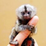 Vaani Kapoor Instagram - I want!! #pocket-monkey Soo damn cute🙈😍🐒