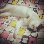 Vaani Kapoor Instagram – #sleeping #beauty how #adorable can one be #love