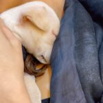 Vaani Kapoor Instagram - My cuddle bae 🐶🥺♥️