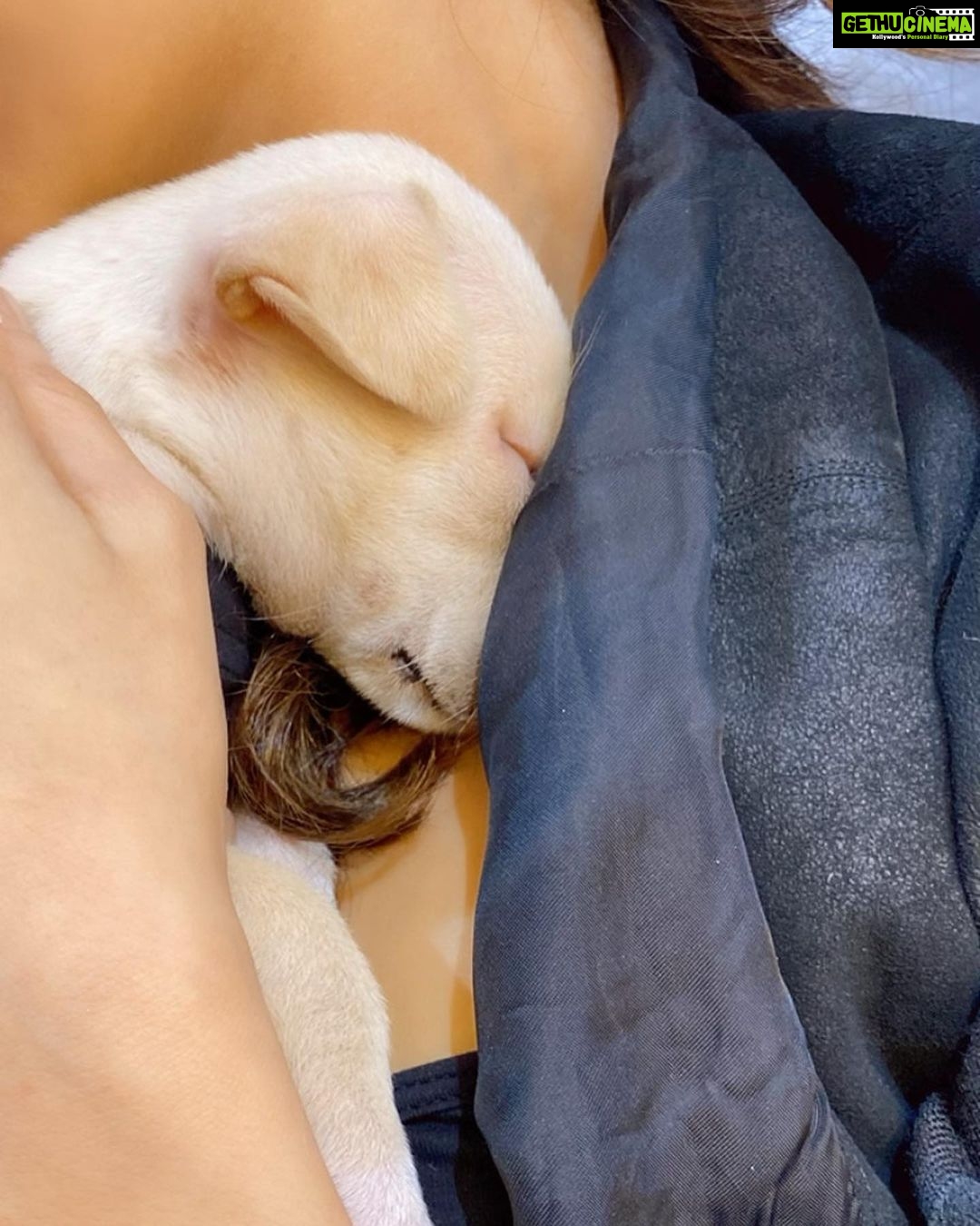 Vaani Kapoor Instagram - My cuddle bae 🐶🥺♥️