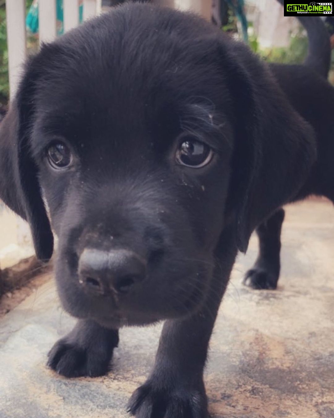 Varsha Bollamma Instagram - Meet Hachiko! 🐶💗 The newest addition to our family. The day Hachi came home, he stole our hearts instantly. He was super active!! 3-4 days later he got lazy. He would move only to eat food. He stopped playing. Having no prior experience with puppies we assumed he was bored. 2 days later he started puking. We thought it was because he had eaten something due to his teething. The next day the puking increased. We called a vet and he asked us to give him some drops. It din help. We placed food infront of him and he refused to eat. That’s when we panicked. His tail would usually wag at a speed of 200 km/hr looking at food. We rushed him to the vet and hoped it would just be a case of food poisoning. The vet ran some tests and there it was, the scariest sight! Hachi tested positive for PARVO VIRUS. The deadliest virus for puppies with a mortality rate of 90% when left untreated. Our little sunshine was in danger. Here’s the thing about Parvo Virus - there is NO cure!! Your vet will offer your puppy supportive care over the course of the illness, treating vomiting,diarrhea, dehydration, and making sure that your puppy gets adequate nutrition. If your puppy is strong enough to fight the virus, he survives! We started his treatment.Hachi grew really weak; puppies get stressed and depressed during the whole process! We gave him all the love and care. We assured him that he was a good boi and we would save him no matter what! On the 1st day of treatment Hachi continued puking, then he started losing a lot of weight. Day 2 and 3 the puking became worse, and on Day 4 he puked about 15 times. The vet said Hachi might not survive and that shattered our hearts! But we DID NOT GIVE UP! We continued his treatment. And then it happened! He did not puke the ENTIRE night, that’s the first sign of recovery. Best part was he started wagging his tail (50km/hr :’))and this happened after 5 days of complete pain! Who knew this little guy could make us cry and laugh within a week of his arrival! He is in recovery now and we are hoping for the best #parvosurvivor #parvo