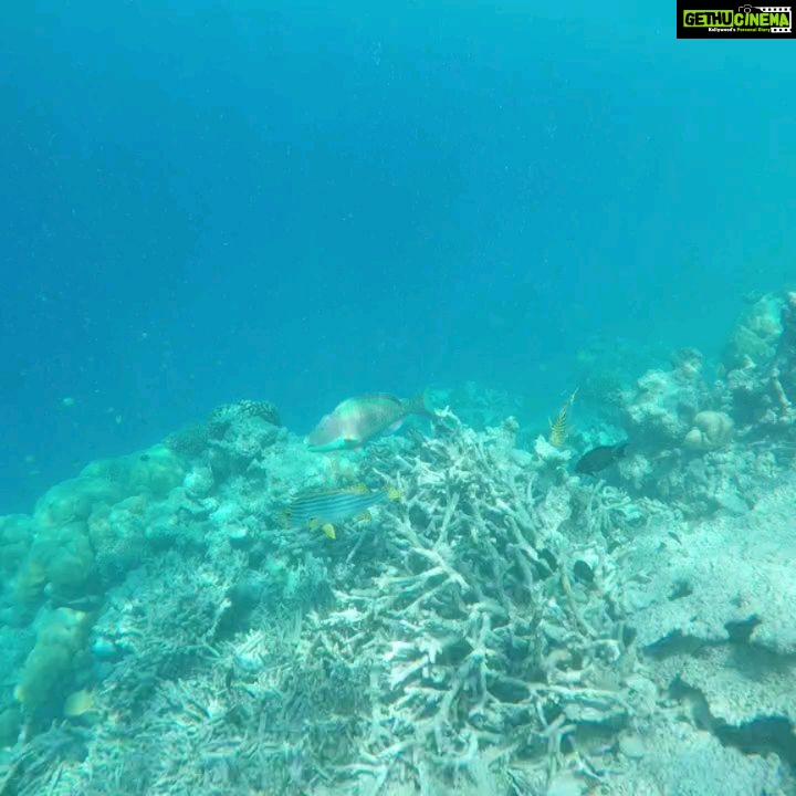 Vedhika Instagram - The best way to observe a fish is to become a fish #Snorkelling @ayadamaldivesresort #SwipeLeft thank you #Hussain from the Dive Kingdom for being there throughout 💙 p.s we spotted a shark 🐋 #swipeleft (post 4) 🤩🏊♀️🐠🐳🐬 @indulge.maldives #GoPro #underwaterphotography #Maldives Ayada Maldives