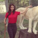 Vedhika Instagram - Petting a 🦁