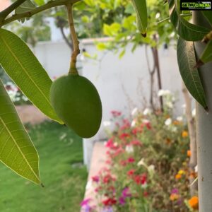 Vega Tamotia Instagram - Sunset and baby mangoes... life is good :)
I think I’m used to staying at home now. #NotTooBad #Lockdown #Quarantine #Garden #Nature #LovingIt