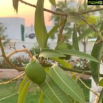 Vega Tamotia Instagram - Sunset and baby mangoes... life is good :) I think I’m used to staying at home now. #NotTooBad #Lockdown #Quarantine #Garden #Nature #LovingIt