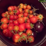 Vega Tamotia Instagram - Fruits of our garden. Now need to make some purée. Recipe suggestions please! #kitchengarden #GrownWithLove #Organic #Satisfying #IWantToBeAFarmer #RespectForFarmers