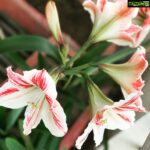 Vega Tamotia Instagram - 5-headed lily in our garden! Never seen anything like it before. Love it! #Gardening #AtHome #Day10