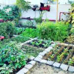 Vega Tamotia Instagram - Mornings be like! Loving the greens of vegetables in our kitchen garden. #HomeSweetHome #Organic #GrowYourOwn #FarmToTable Gurgaon, Haryana