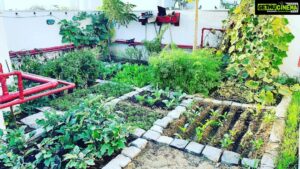 Vega Tamotia Instagram - Mornings be like! Loving the greens of vegetables in our kitchen garden. #HomeSweetHome #Organic #GrowYourOwn #FarmToTable