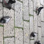 Vidya Balan Instagram - Sorry for this side ways post but just check out these pigeons feasting on french fries🙀...i guess some things are irresistible across species 😆!!