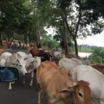 Vidya Balan Instagram - Is this what they call 'herd mentality'?!! 😛