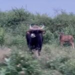 Vidya Pradeep Instagram – Gaur protecting its calf  #Bandipur