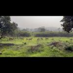 Vidya Pradeep Instagram - Into the jungle #Bandipur