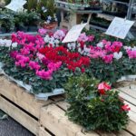 Vishakha Singh Instagram - Sunday was funday ♥️🎄 Columbia Road Flower Market