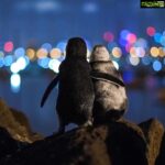 Vishakha Singh Instagram - ❤️ #repost @earthfocus with @get_repost ・・・ During times like this the truly lucky ones are those that can be with the person/people they love most. Here’s a touching story about this photo by @tobiasvisuals: I captured this moment about a year ago. These two Fairy penguins poised upon a rock overlooking the Melbourne skyline were standing there for hours, flipper in flipper, watching the sparkling lights of the skyline and ocean. A volunteer approached me and told me that the white one was an elderly lady who had lost her partner and apparently so did the younger male to the left. Since then they meet regularly comforting each other and standing together for hours watching the dancing lights of the nearby city. I spend 3 full nights with this penguin colony until I was able to get this picture. Between not being able or allowed to use any lights and the tiny penguins continuously moving, rubbing their flippers on each other’s backs and cleaning one another, it was really hard to get a shot but i got lucky during one beautiful moment. Photo & story by @tobiasvisuals, I hope you enjoyed it as much as I did 🙏🏽 🐧 #earthfocus