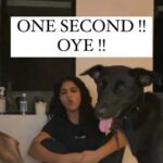 Wamiqa Gabbi Instagram - My dogs do exactly what I tell them not to 🤷🏻‍♀️🤦🏻‍♀️ 🐶🐶🐶🐶🐶 #Dogs #InstaDog #DogLife #DogMom