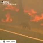 Yuvika Chaudhary Instagram - #Repost @preeti_simoes • • • • • • My HEART CRIES... THIS PAIN IS OURS.... Reposted from @maxstrong (@get_regrann) - Heartbreaking 😞💔 Australia and its wildlife need our help! Bush fires are destroying parts of the country right now and it’s barely being talked about. I saw a few posts about it on social media that prompted me to do my own research and man this sh!t is bad... Bush fires happen yearly so the fact that there is a fire isn’t what’s alarming, it’s just how bad this years fire is. Scientists are attributing the severity to dry conditions and record high temperatures aka climate change. Millions of acres, hundreds of homes, human casualties, 350 koalas (estimated 10 days ago and the fires are still going), countless small mammals and reptiles. Part of the world, OUR world, is in the middle of a natural catastrophe right now. Sharing on social media is one thing, raising awareness is great but raising awareness without is leading to action does no good. Simply having people talking about this isn’t going to help Australia and these animals recover. They need our help in donations. I made a donation and I urge you to do the same. EVERY AMOUNT, big or small, helps! I’ve put a link in my bio that is a great place for you guys to make donations to 🙏🏼 Thank you for your help. Please share this post or the link! You never know who you can reach that would be willing to help 🙌🏼 - #regrann
