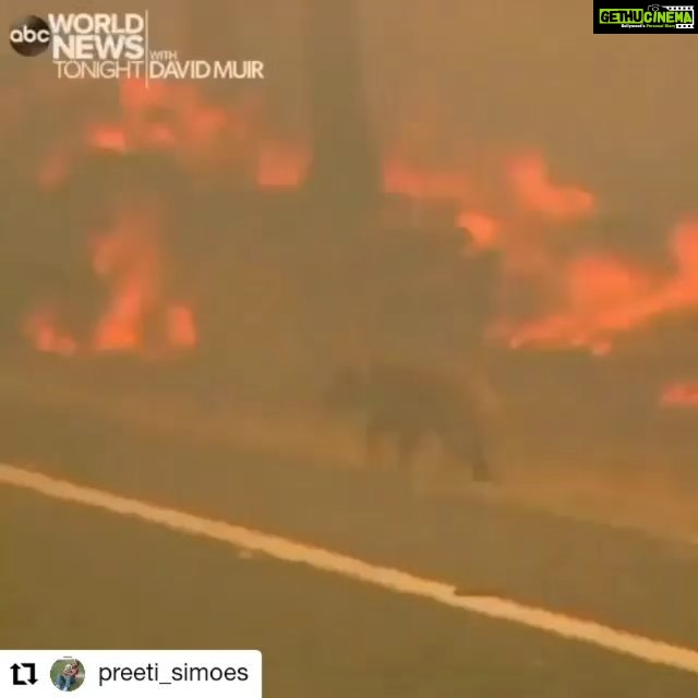 Yuvika Chaudhary Instagram - #Repost @preeti_simoes • • • • • • My HEART CRIES... THIS PAIN IS OURS.... Reposted from @maxstrong (@get_regrann) - Heartbreaking 😞💔 Australia and its wildlife need our help! Bush fires are destroying parts of the country right now and it’s barely being talked about. I saw a few posts about it on social media that prompted me to do my own research and man this sh!t is bad... Bush fires happen yearly so the fact that there is a fire isn’t what’s alarming, it’s just how bad this years fire is. Scientists are attributing the severity to dry conditions and record high temperatures aka climate change. Millions of acres, hundreds of homes, human casualties, 350 koalas (estimated 10 days ago and the fires are still going), countless small mammals and reptiles. Part of the world, OUR world, is in the middle of a natural catastrophe right now. Sharing on social media is one thing, raising awareness is great but raising awareness without is leading to action does no good. Simply having people talking about this isn’t going to help Australia and these animals recover. They need our help in donations. I made a donation and I urge you to do the same. EVERY AMOUNT, big or small, helps! I’ve put a link in my bio that is a great place for you guys to make donations to 🙏🏼 Thank you for your help. Please share this post or the link! You never know who you can reach that would be willing to help 🙌🏼 - #regrann