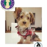 Aadhi Pinisetty Instagram - #Repost @chennaipetfashionshow2020 • • • • • • TAIL TALE CHENNAI PET FASHION SHOW 2020 PARTICIPANT KINGKONG! @tailtale2018 @saverahotelchn on the 2nd of feb . #dog #dogsofinstagram #dogs #puppy #dogstagram #instadog #pet #doglover #love #dogoftheday #cute #doglovers #instagram #pets #of #puppylove #doggo #puppies #cat #doglife #puppiesofinstagram #ilovemydog #dogsofinsta #animals #hund #doggy #petstagram #animal #bhfyp