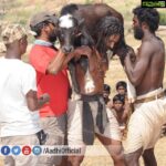 Aadhi Pinisetty Instagram – My hardwork in this Scene is nothing Compared to what that calf must have gone through! #Animals #Innocence #Purelove