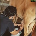 Aadhi Pinisetty Instagram - That final kick says it allll😂🤣 #myfirsttime #farmlove #milkingacow #tbv