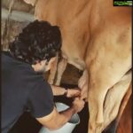 Aadhi Pinisetty Instagram – That final kick says it allll😂🤣
#myfirsttime #farmlove #milkingacow #tbv