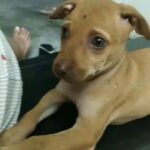 Aditi Balan Instagram - This cutie is looking for a home. Anyone interested please do DM @revathy.sharma or @swathyysharma or @sreenidhy.sarma @dogsofmadras @blue_cross_rescues @besantmemorialanimaldispensary