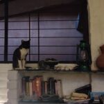 Aditi Balan Instagram – Cats of auroville.