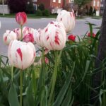 Aditi Balan Instagram - Flowers of Canada!! 🌷🌻🏵🌺🌹